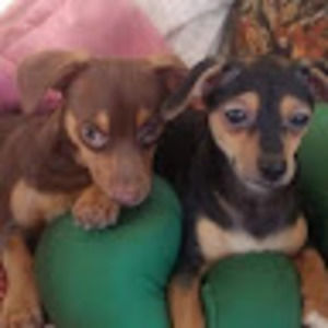 Meet your Posher, Donald